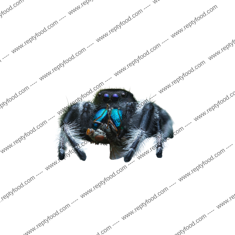PHIDIPPUS REGIUS L2