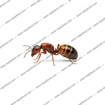 CAMPONOTUS NICOBARENSIS - FORMICA REGINA