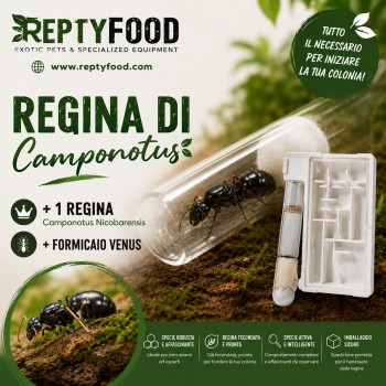 CAMPONOTUS NICOBARENSIS - REGINA CON FORMICAIO VENUS