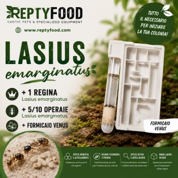 LASIUS EMARGINATUS - FORMICA REGINA +5/10W CON FORMICAIO VENUS