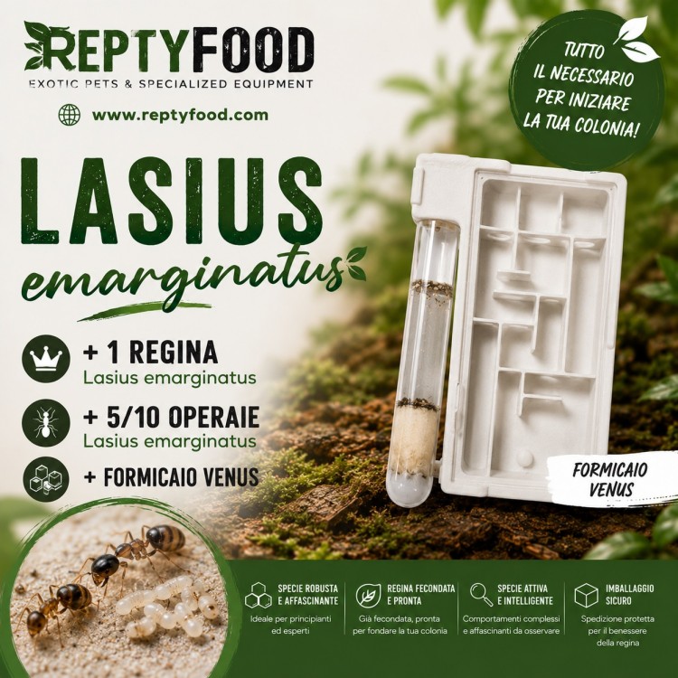 LASIUS EMARGINATUS - FORMICA REGINA +5/10W CON FORMICAIO VENUS