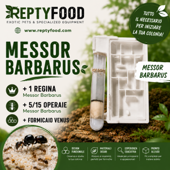 MESSOR BARBARUS 1Q+5/15W CON FORMICAIO "VENUS"