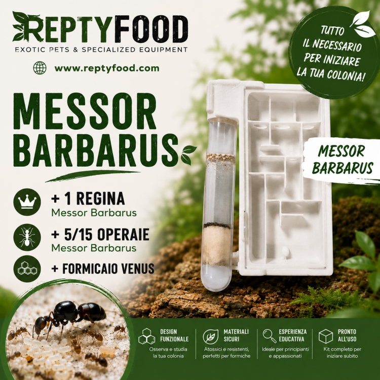 MESSOR BARBARUS 1Q+5/15W CON FORMICAIO "VENUS"