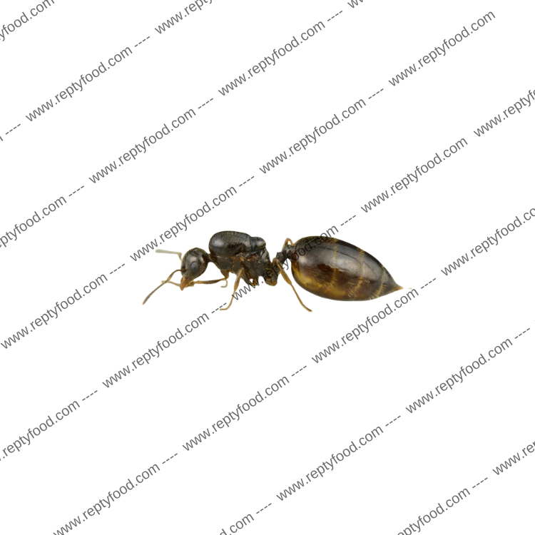 CREMATOGASTER SORDIDULA - FORMICA REGINA + 30-60W