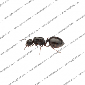 CREMATOGASTER AUBERTI - FORMICA REGINA + 150/300W