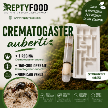 CREMATOGASTER AUBERTI - FORMICA REGINA +150/300W CON FORMICAIO VENUS