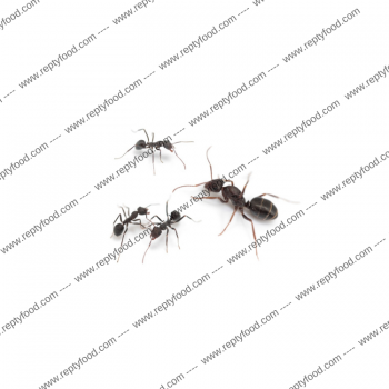 IBEROFORMICA SUFRUBA - FORMICA REGINA +5/7 W