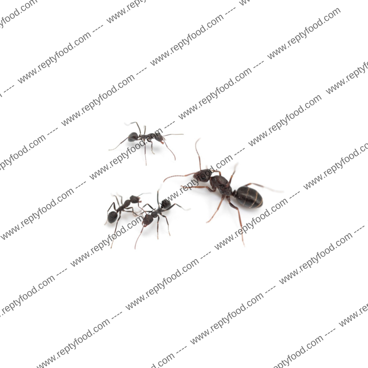 IBEROFORMICA SUFRUBA - FORMICA REGINA +5/7 W