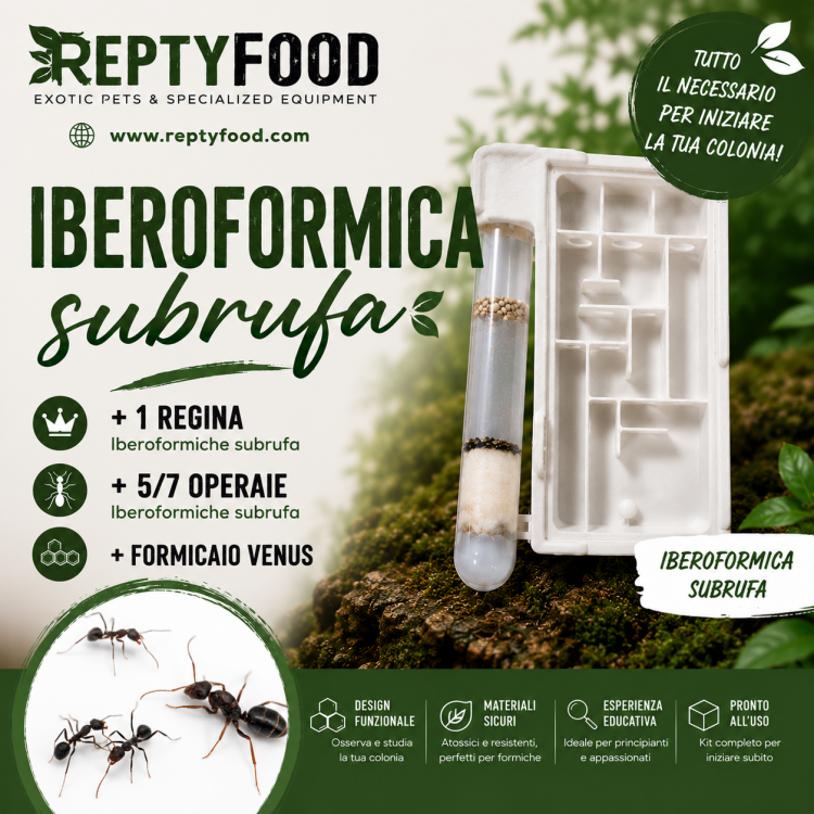 IBEROFORMICA SUFRUBA - FORMICA REGINA +5/7 W CON FORMICAIO VENUS