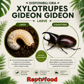 XYLOTRUPES GIDEON GIDEON - LARVA
