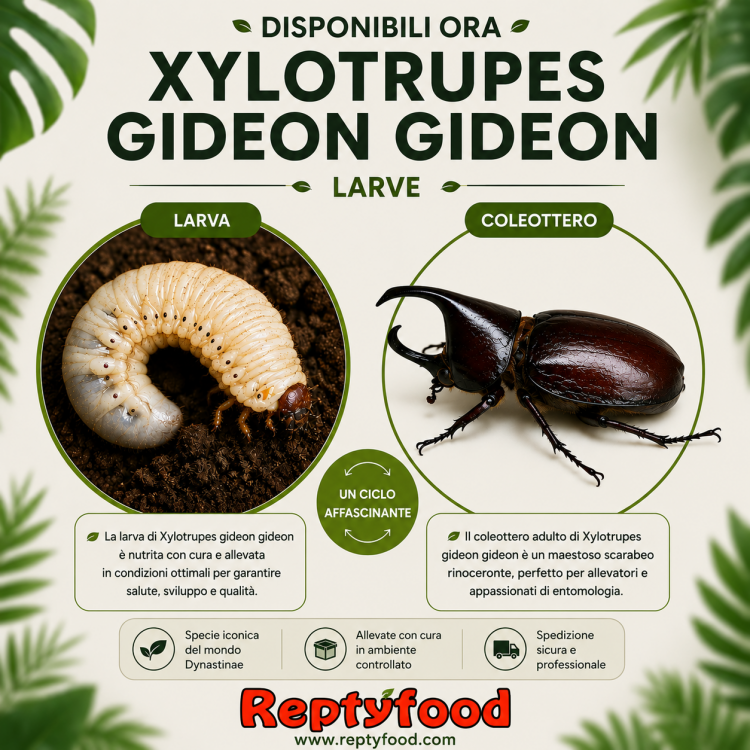 XYLOTRUPES GIDEON GIDEON - LARVA