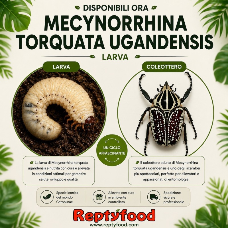 MECYNORRHINA TORQUATA UGANDENSIS LARVA