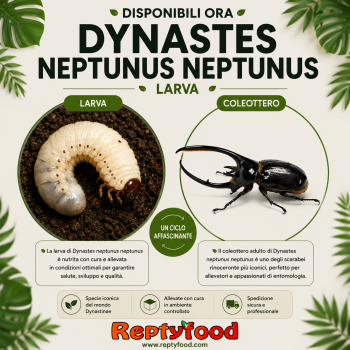 DYNASTES NEPTUNUS NEPTUNUS - LARVA