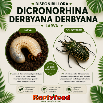 DICRONORHINA DERBYANA DERBYANA - LARVA