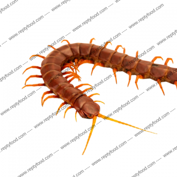 SCOLOPENDRA HISPANIOLA RED GIANT XL