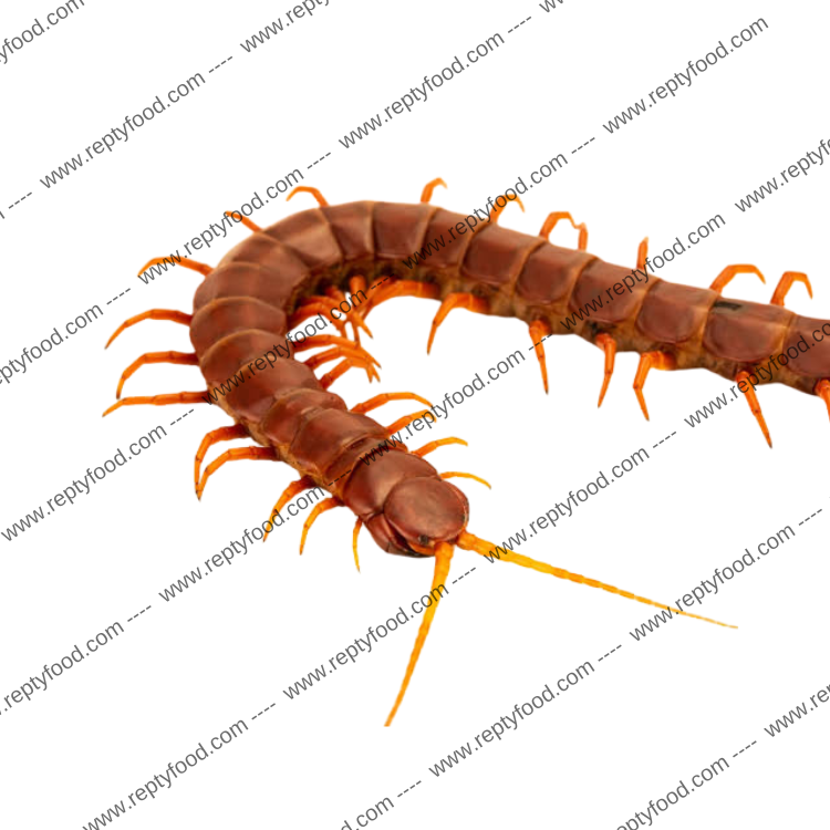 SCOLOPENDRA HISPANIOLA RED GIANT XL