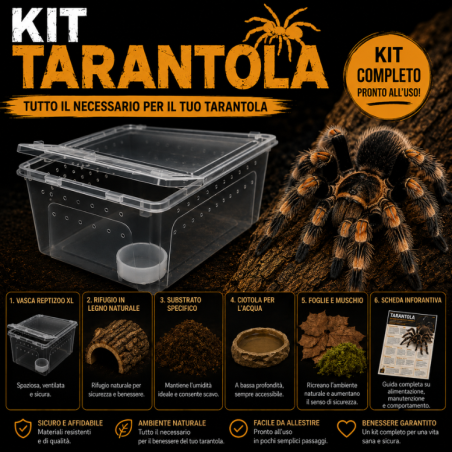 KIT COMPLETO TARANTOLA