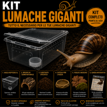 KIT COMPLETO PER ACHATINA FULICA