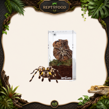 REPTIZOO TERRARIO ACRILICO 7,5x7,5x15cm