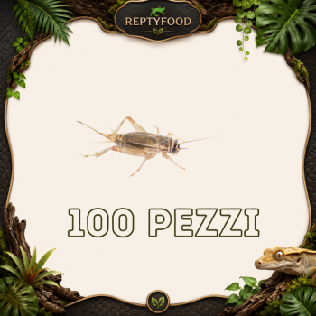 ACHETA ADULTI 100 PEZZI - INSETTI DA PASTO