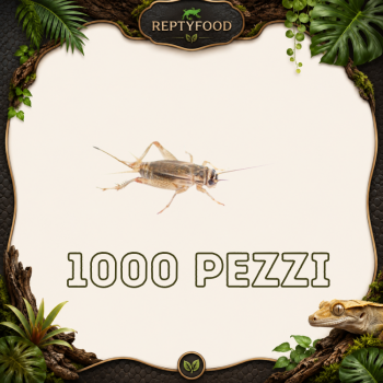 ACHETA ADULTI 1000 PEZZI - INSETTI DA PASTO
