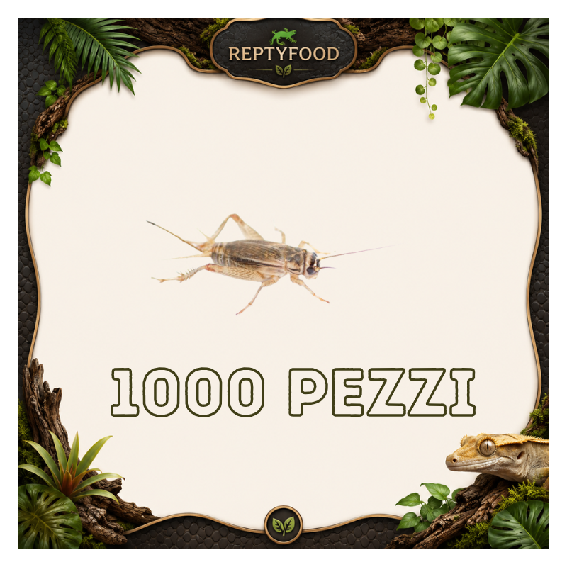ACHETA ADULTI 1000 PEZZI - INSETTI DA PASTO