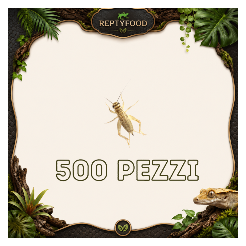 ACHETA MEDI 500 PEZZI - INSETTI DA PASTO