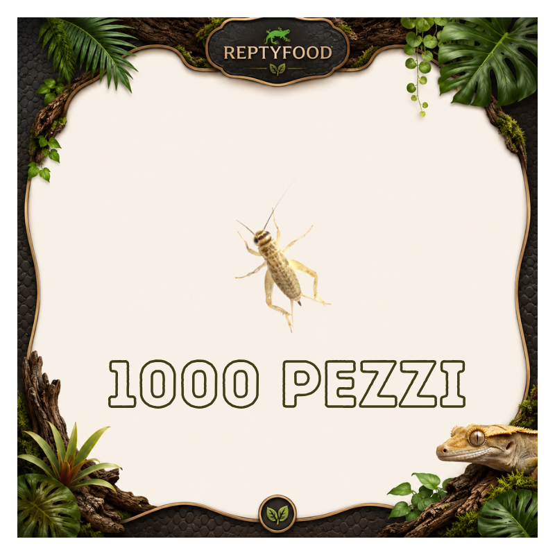 ACHETA MEDI 1000 PEZZI - INSETTI DA PASTO