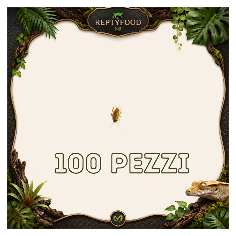 ACHETA SMALL 100 PEZZI - INSETTI DA PASTO