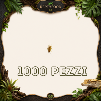 ACHETA SMALL 1000 PEZZI - INSETTI DA PASTO