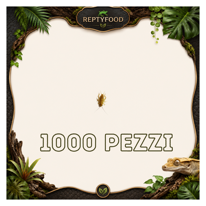 ACHETA SMALL 1000 PEZZI - INSETTI DA PASTO