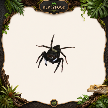 HASARIUS ADANSONI - JUMPING SPIDER