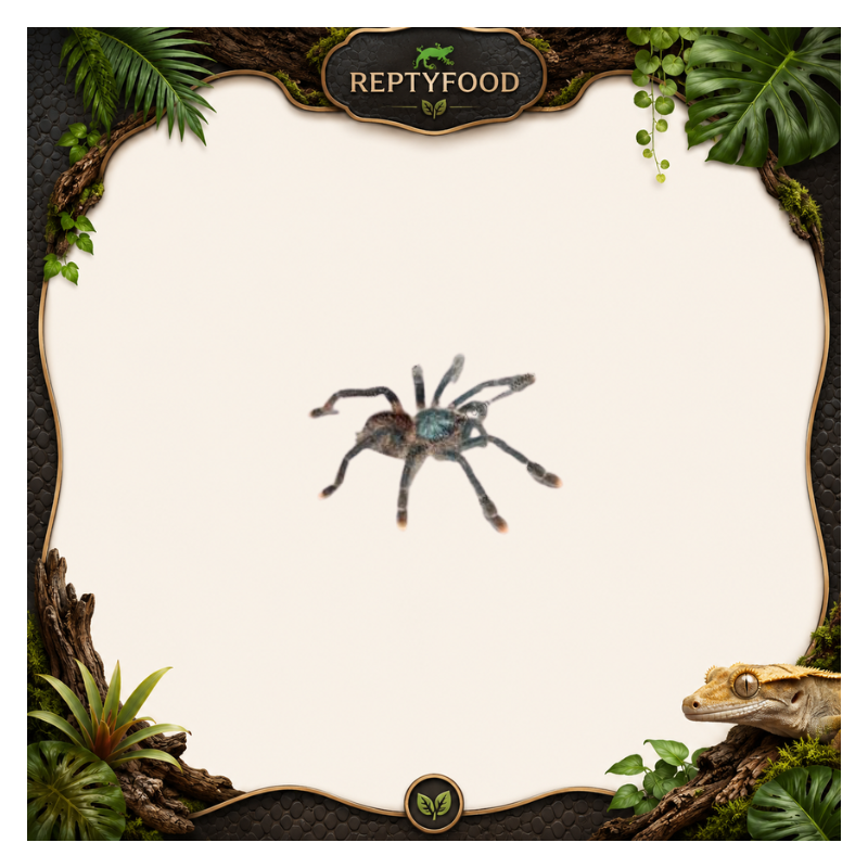 AVICULARIA BLUE MOON S/M