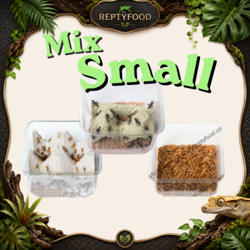 MIX DAY SMALL - DOSE GRILLI, TARME E LOCUSTE SMALL