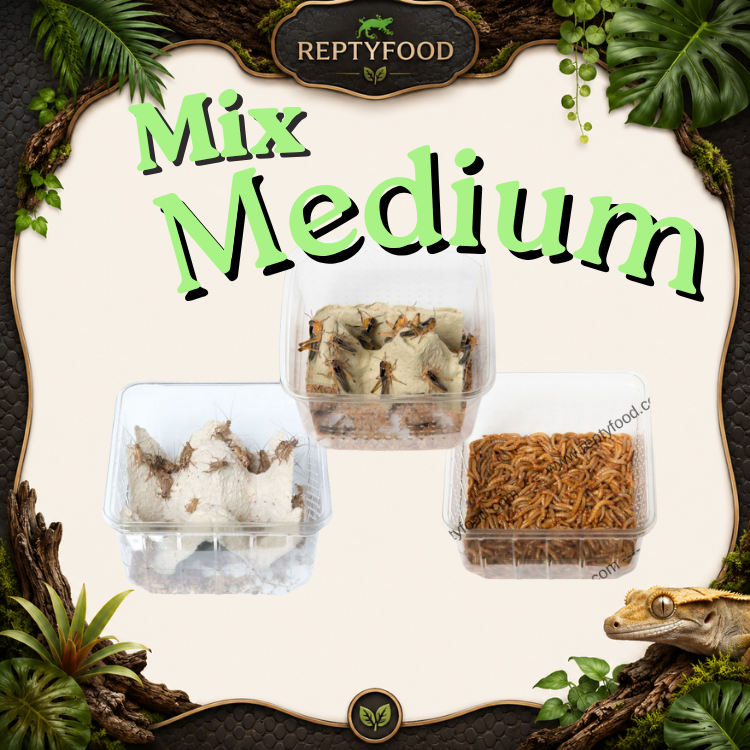 MIX DAY MEDIUM - DOSE GRILLI, TARME E LOCUSTE MEDIE