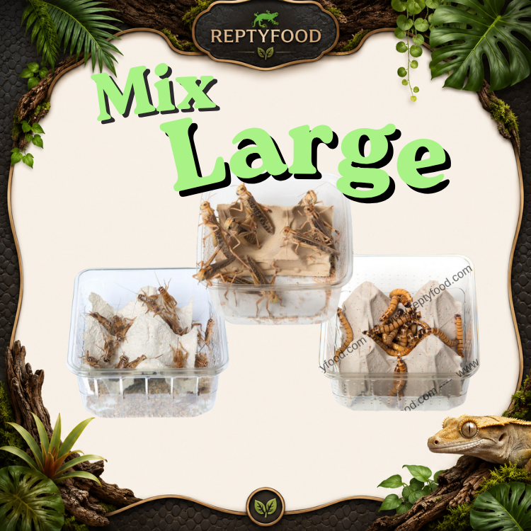 MIX DAY LARGE- DOSE GRILLI, CAIMANI E LOCUSTE GRANDI