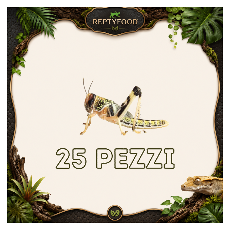 LOCUSTE SUBADULTE 25 PEZZI - INSETTI DA PASTO