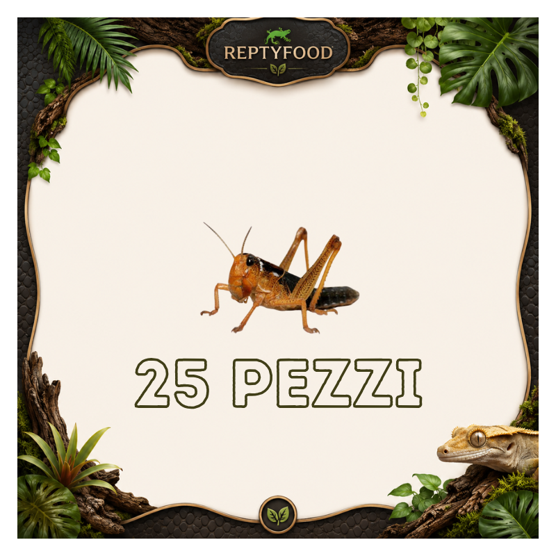 LOCUSTE MEDIE 25 PEZZI - INSETTI DA PASTO