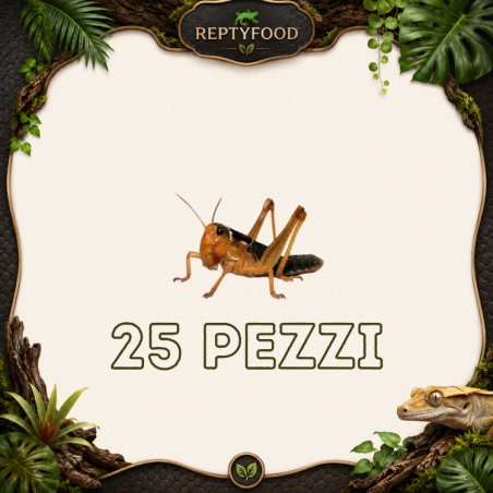 LOCUSTE MEDIE 25 PEZZI - INSETTI DA PASTO