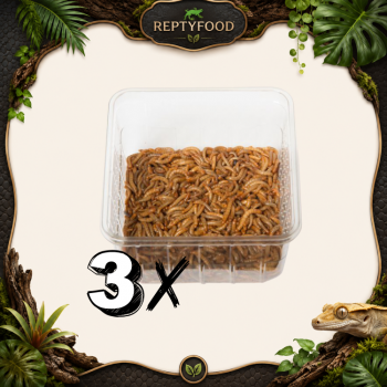 3 BOX TARME DELLA FARINA - INSETTI DA PASTO