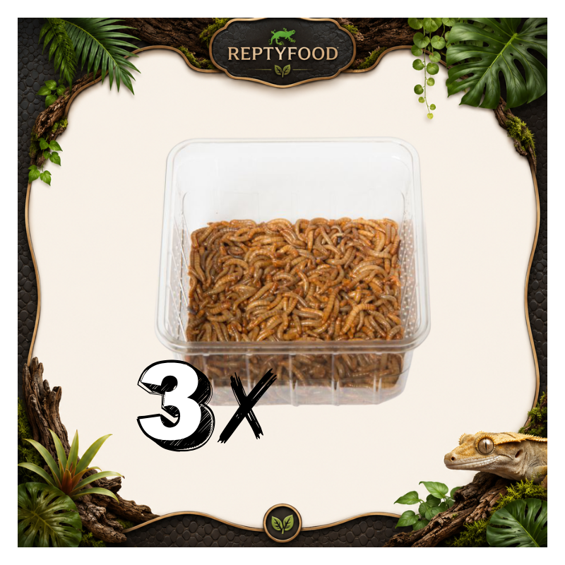3 BOX TARME DELLA FARINA - INSETTI DA PASTO