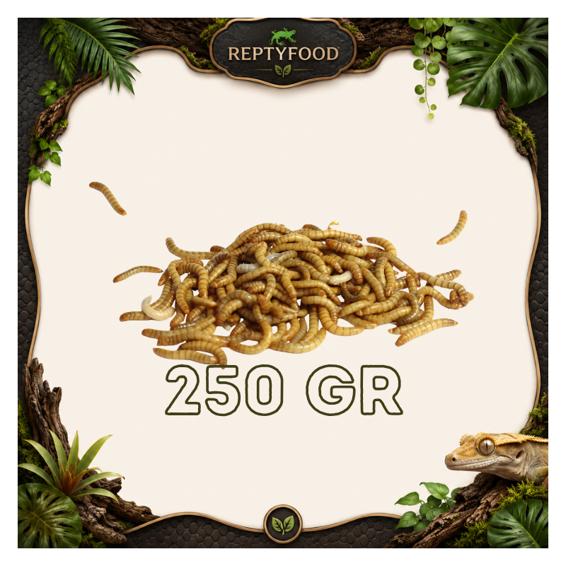 TARME DELLA FARINA 250 GR - INSETTI DA PASTO