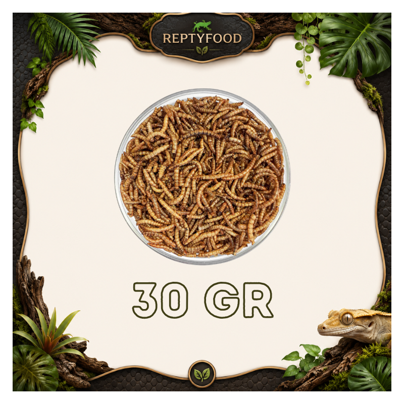 TARME DELLA FARINA ESSICCATE 30GR - INSETTI DA PASTO