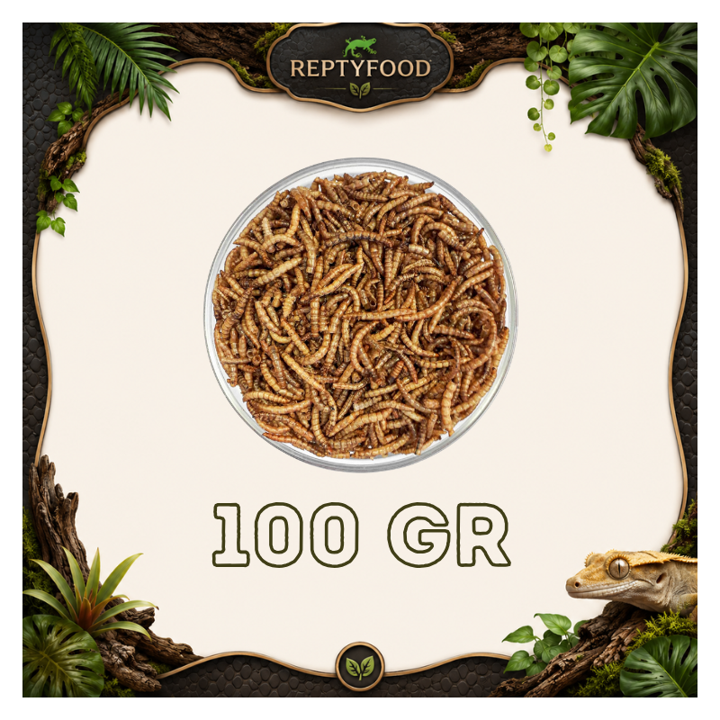 TARME DELLA FARINA ESSICCATE 100GR - INSETTI DA PASTO