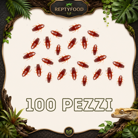 BLATTE LATERALIS MEDIE 100 PEZZI - INSETTI DA PASTO