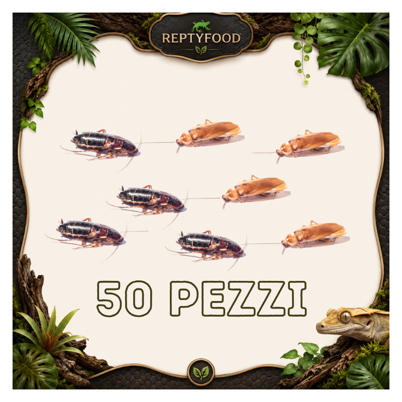 BLATTE LATERALIS 50 PZ SUBADULTE / ADULTE - INSETTI DA PASTO