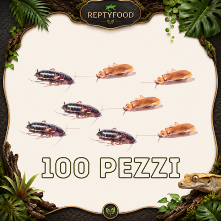 BLATTE LATERALIS SUBADULTE / ADULTE 100 PEZZI - INSETTI DA PASTO