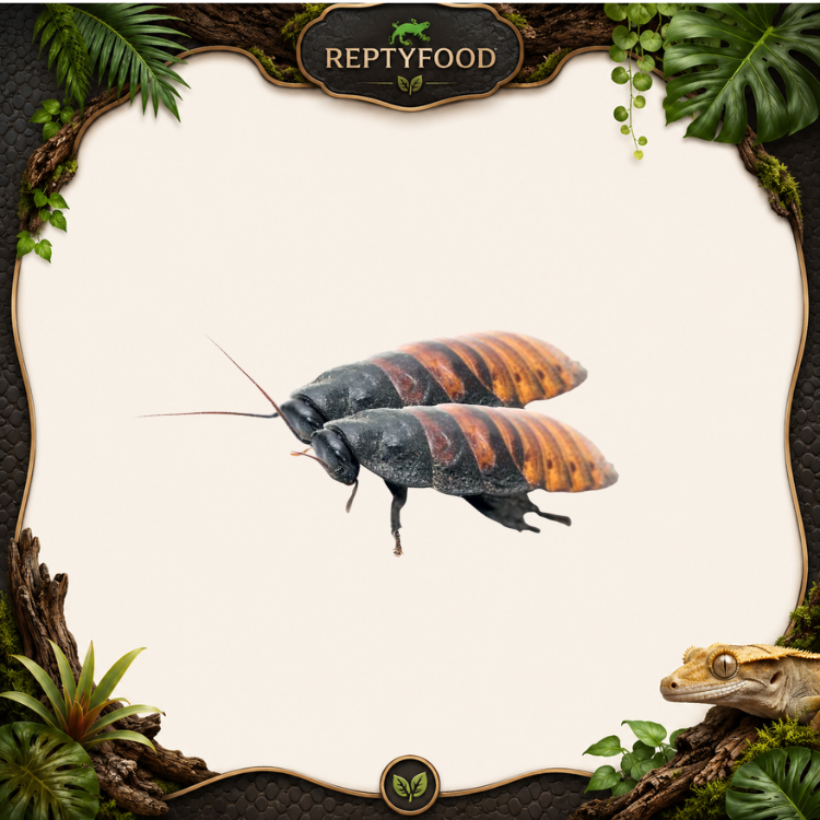 GROMPHADORHINA PORTENTOSA - BLATTE SOFFIANTI DEL MADAGASCAR