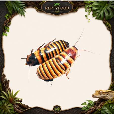 ELLIPTORHINA JAVANICA - BLATTA FISCHIANTE DI JAVA