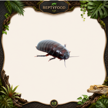 MACROPANESTHIA RHINOCEROS - BLATTA RINOCERONTE AUSTRALIANA